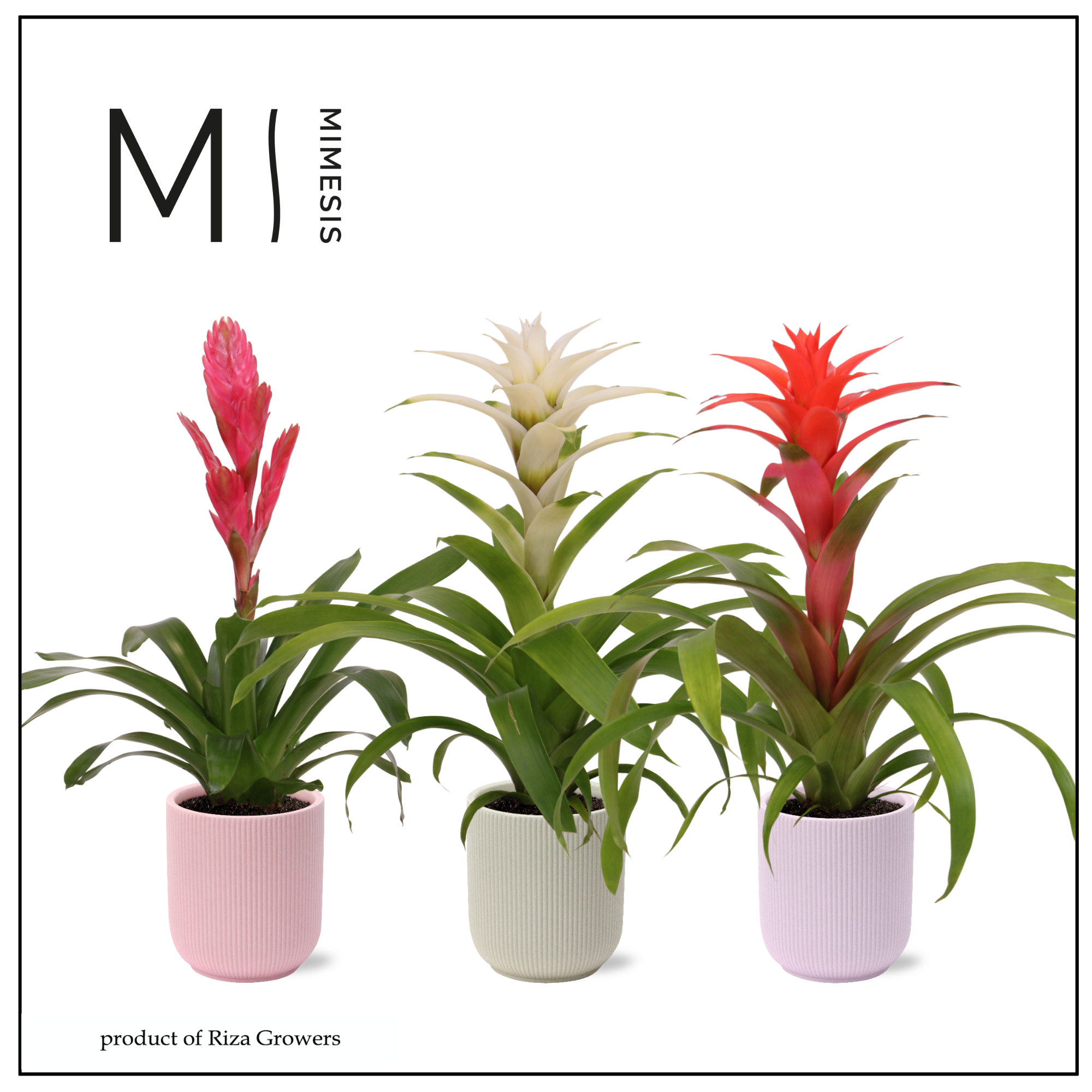 Bromelia Charming - 12cm in Atlanta | Mimesis, D 12