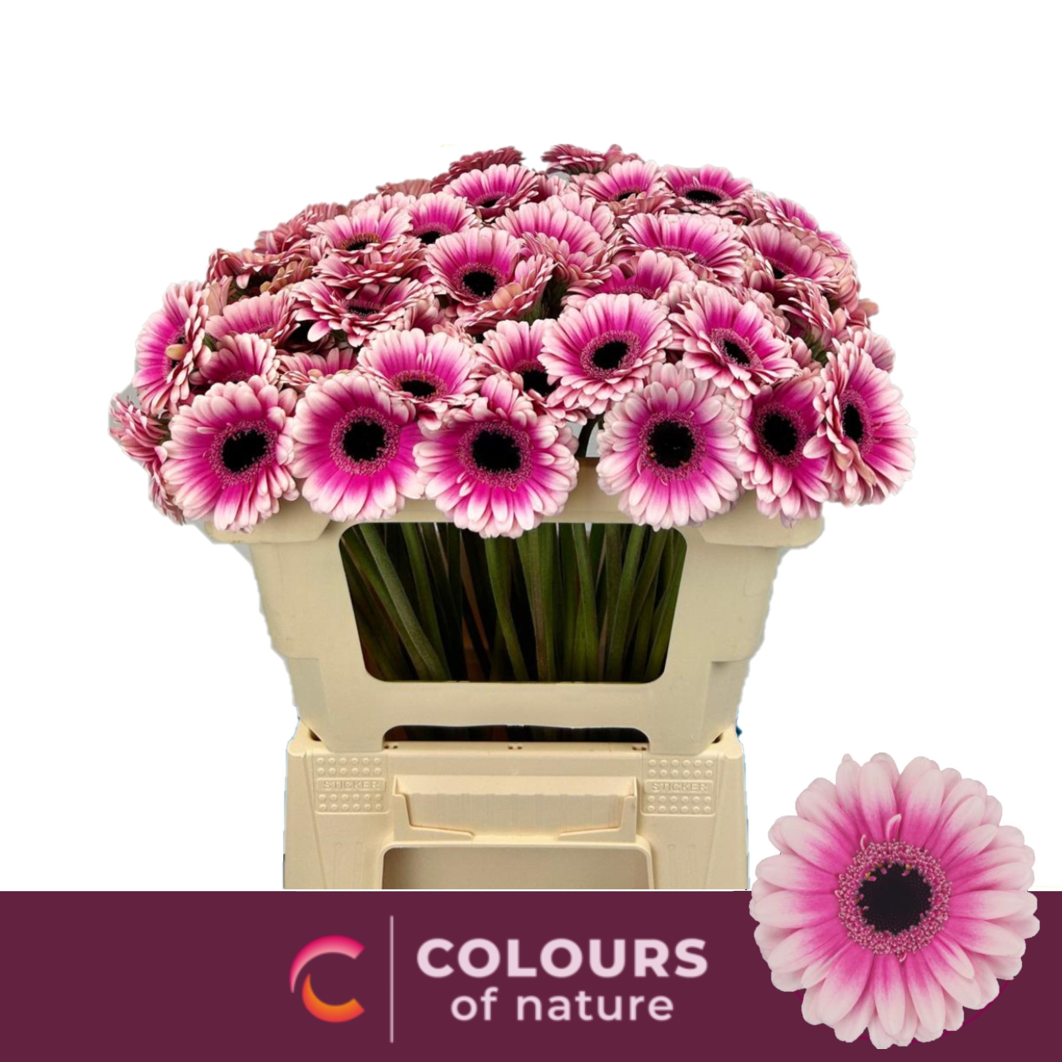 Гермини Леандо, шт.