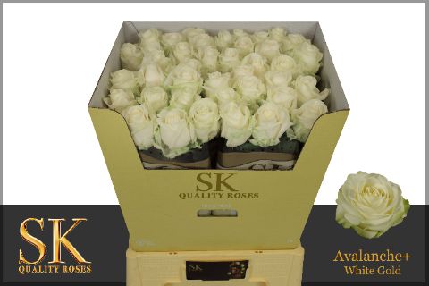Роза од. Аваланш+ 70, шт.