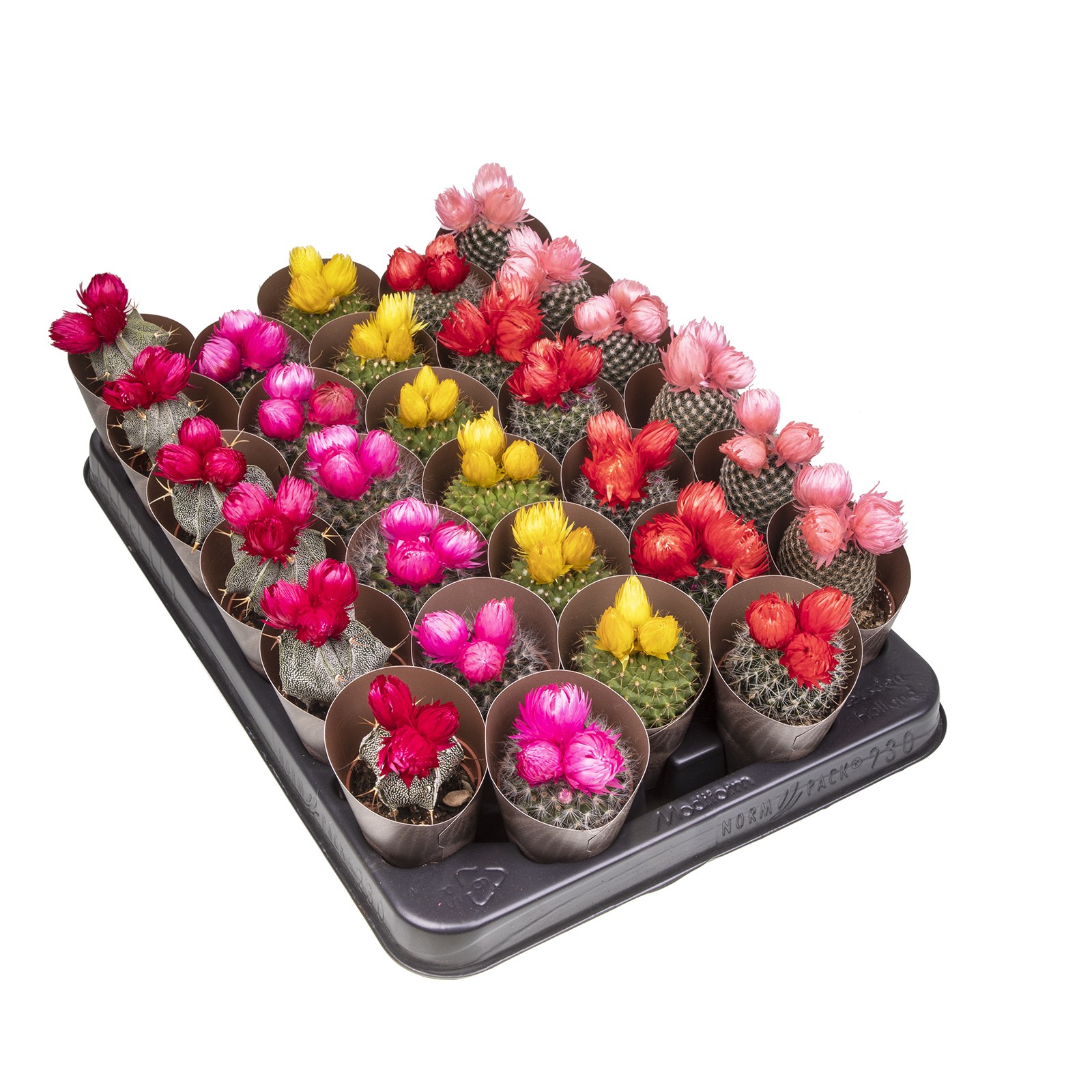 MIX CACTUS IN A ROW POT Ø 5,5 - NATURAL DRIED FLOWERS ASSORTED COLORS - TRAY 30 PCS WITH POTCOVER (CACTUS), D 5,5