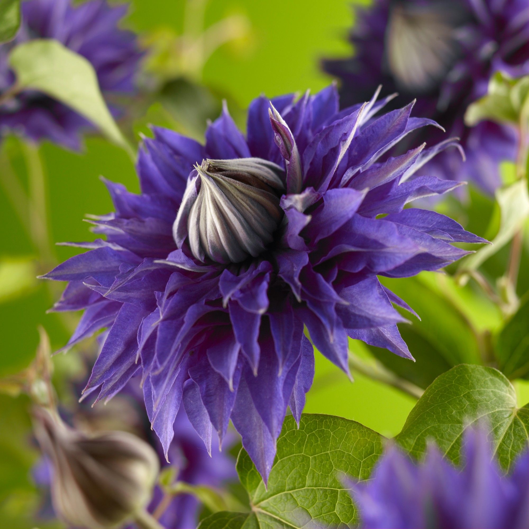 Clematis 'Multi Blue' +3.0 label, D 11