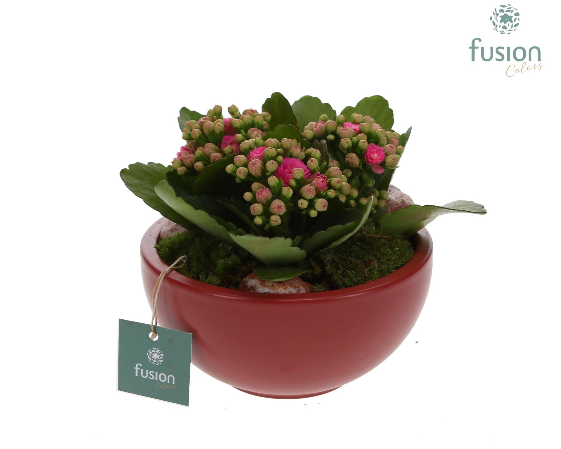 keramiek Moonschaal Small marsala rood met Kalanchoe, D 15