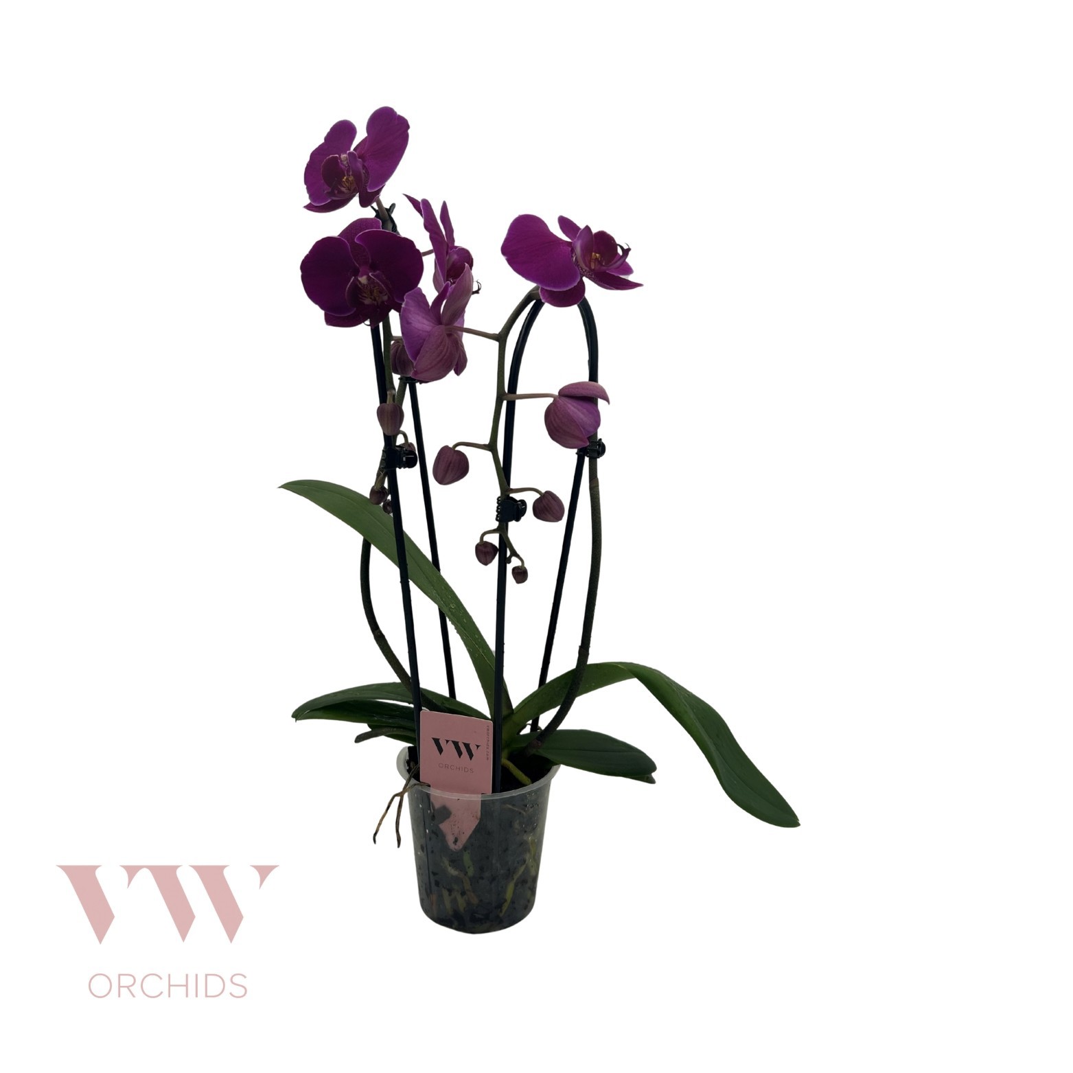 Phalaenopsis Cascade 2 tak Paars, D 12