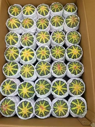 Сансевиерия 110 Ксиндауджин Суккулент 11 10