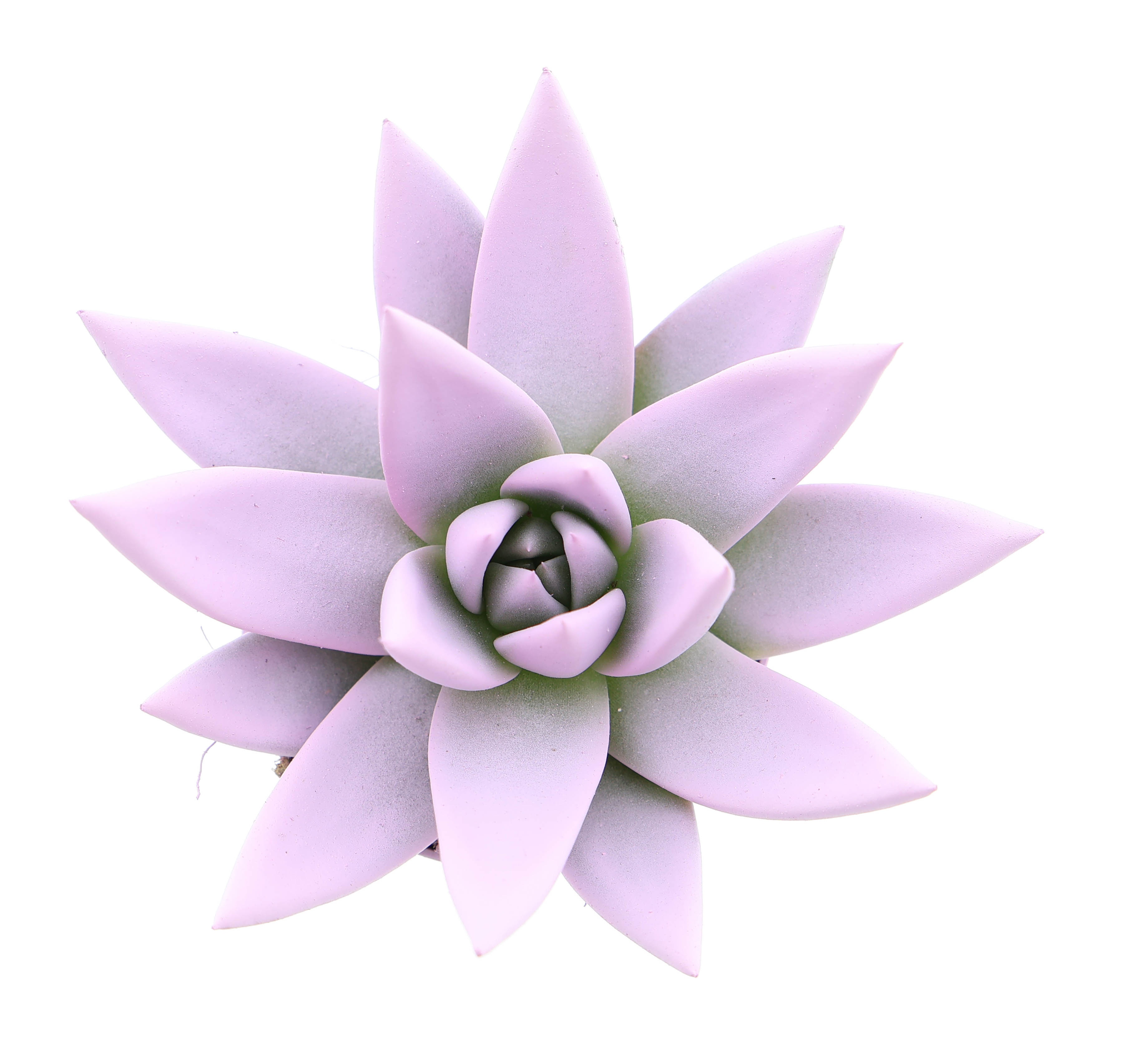 Rainbow baby pink, D 6