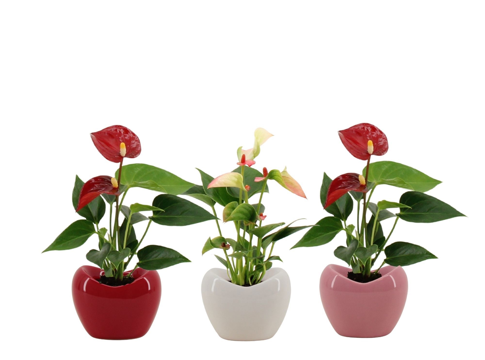 Anthurium 6 cm 2 color mix in Paris ceramics, D 6