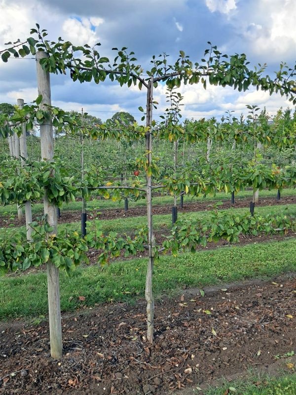 Prunus dom. 4-arm Horizon. Ontario Gele pruim leivorm, D 55