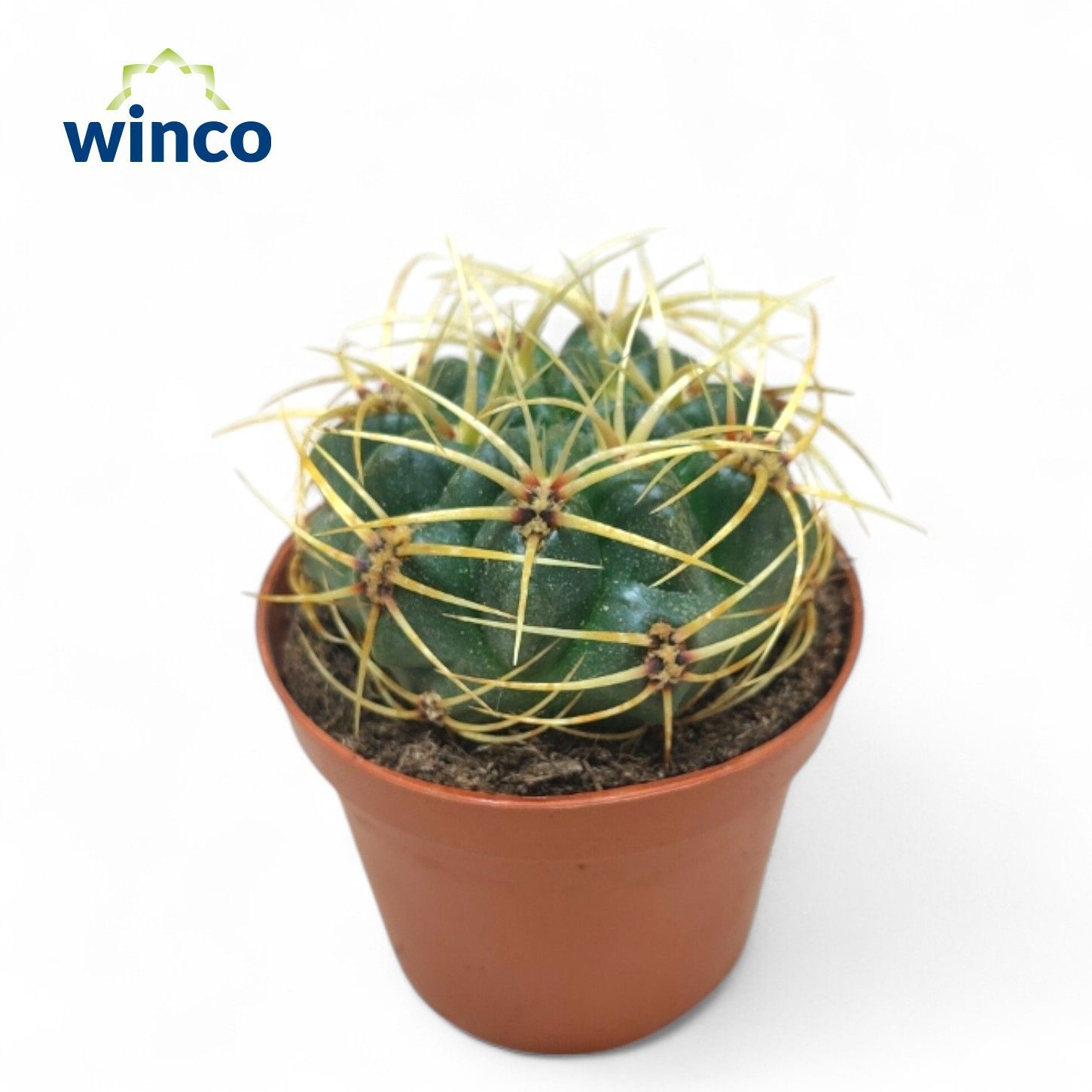 Gymnocalycium Monvillei, D 8,5 cm