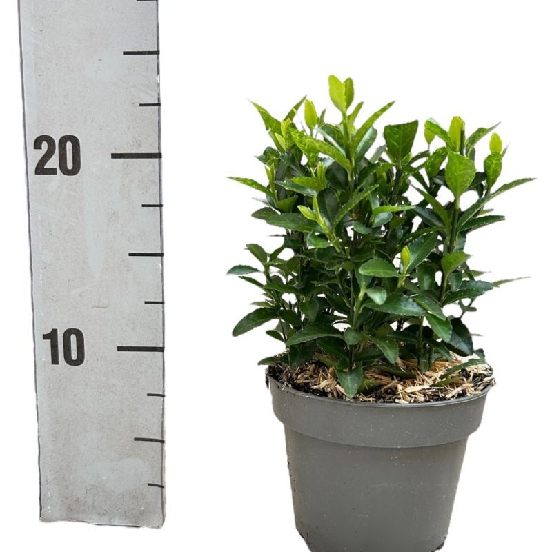 Euonymus jap. 'Green Spire', D 12