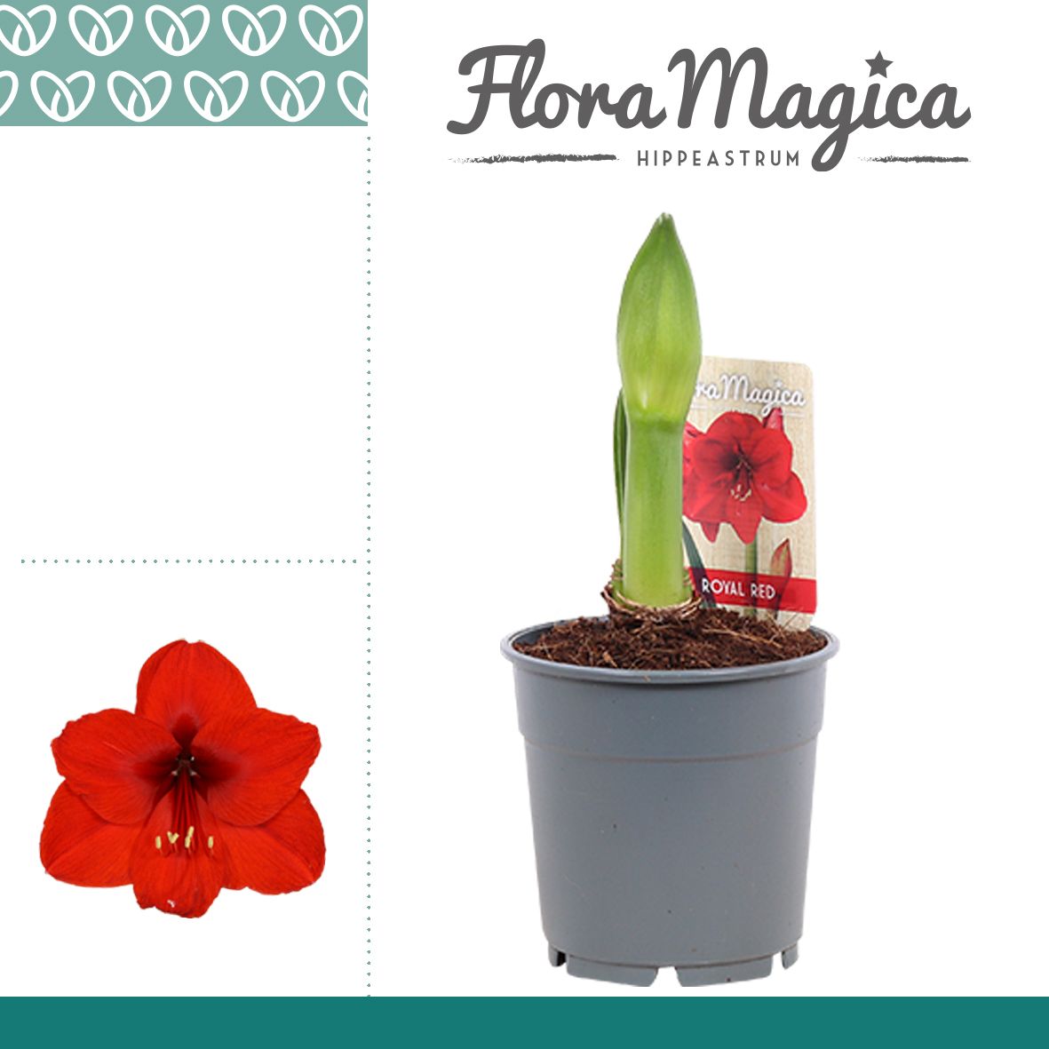 Amaryllis Royal Red 1 Knop, D 12