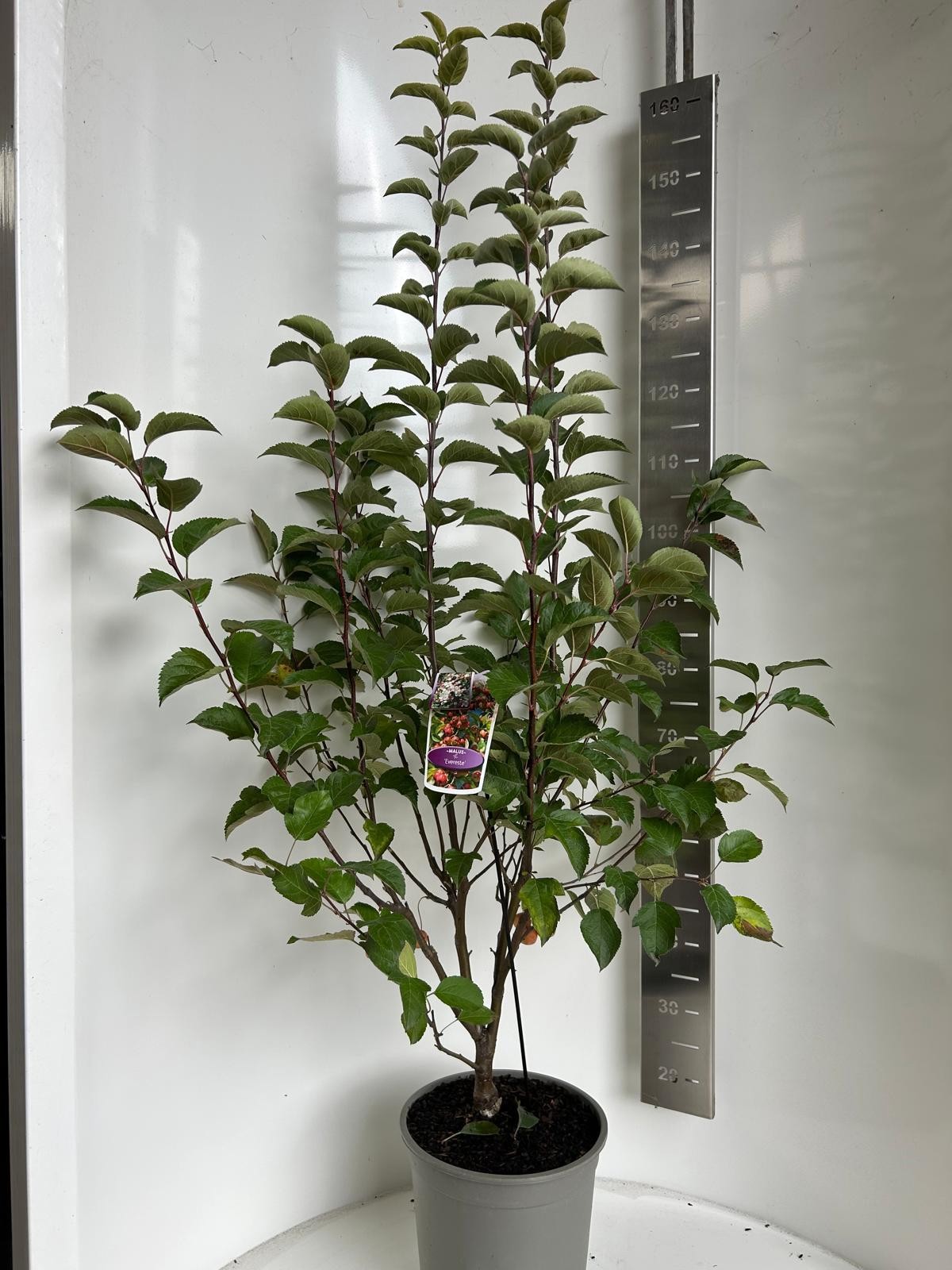 Malus Evereste, D 27 cm Malus Evereste, D 27 cm
