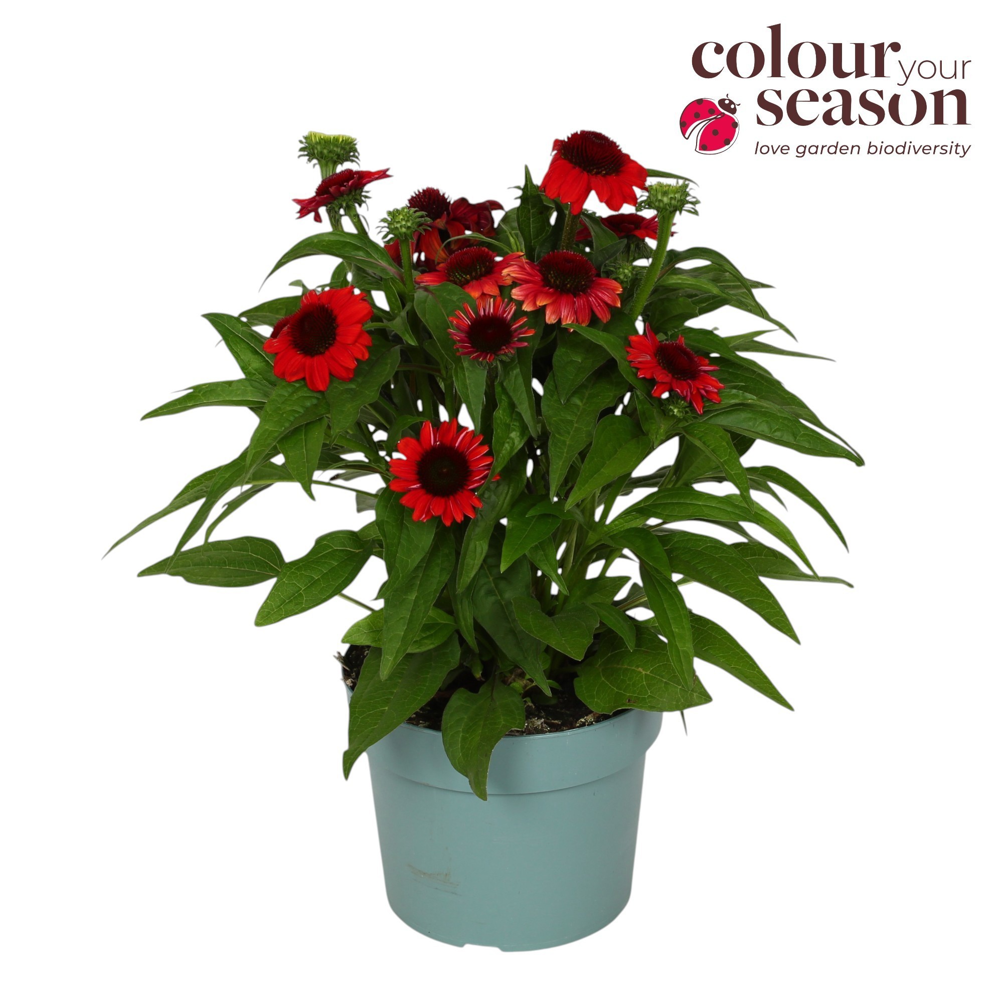 Echinacea Mooodz Powerfull P19, D 19