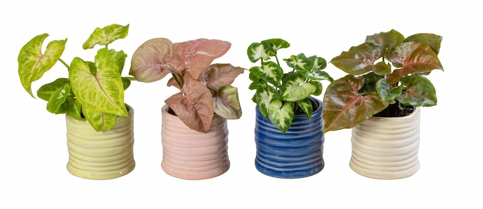 L 66168 With Syngonium Mix 6 cm, D 6