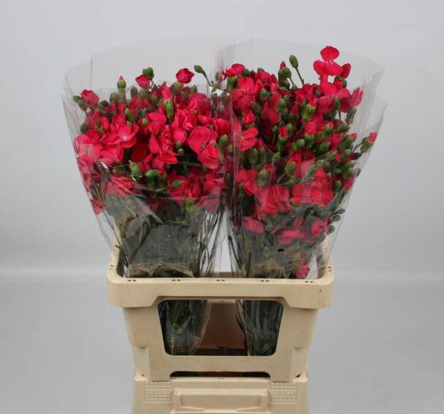 Диантус куст. Соломио Имре, шт.