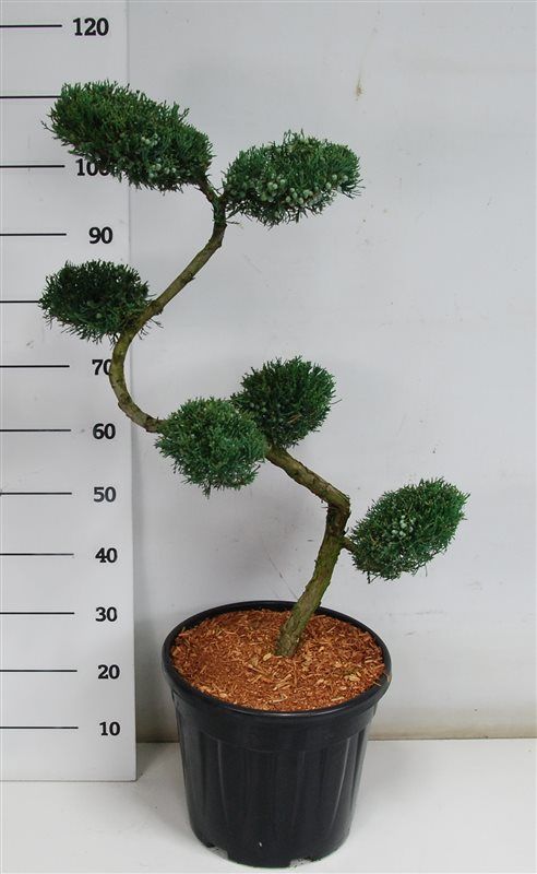 Juniperus virg. 'Grey Owl', D 38