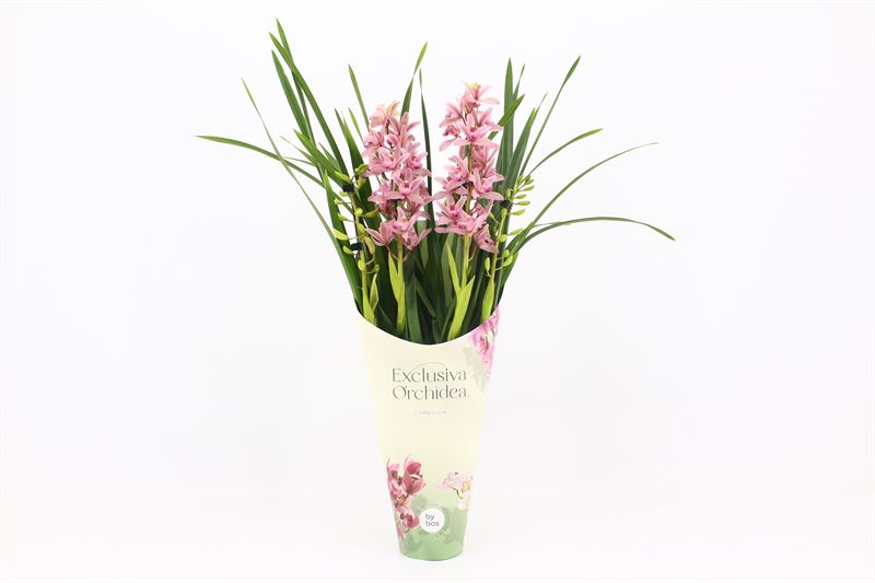 Potcover p12 exclusiva orchidea Cymbidium p12 Pinky 4T20+, D 12
