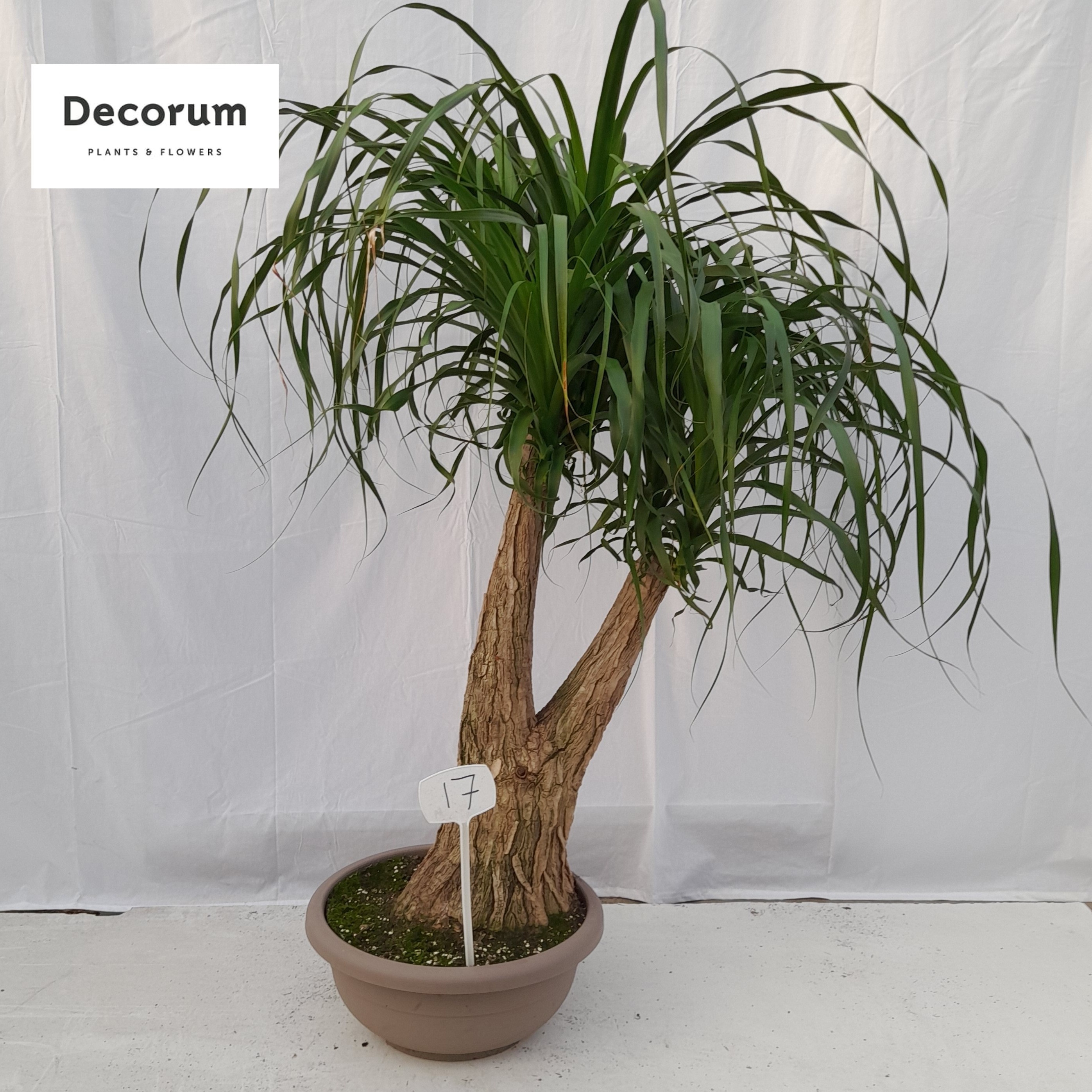 Beaucarnea vertakt op nummer 17, D 45