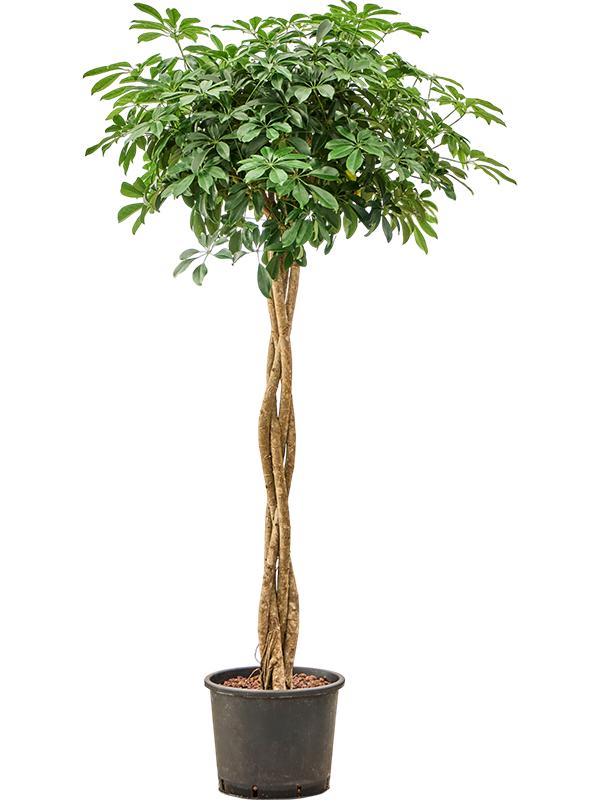 Schefflera arboricola 'Compacta', D 30 cm