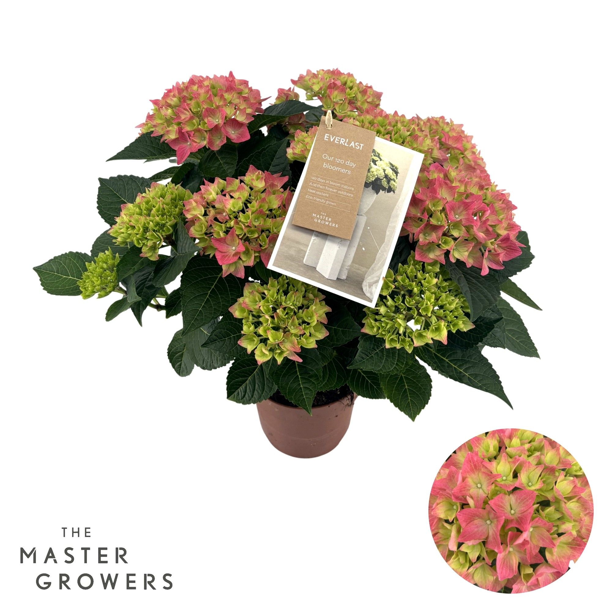 Hydrangea Hi Everlast pink 7 + Flowers, D 14