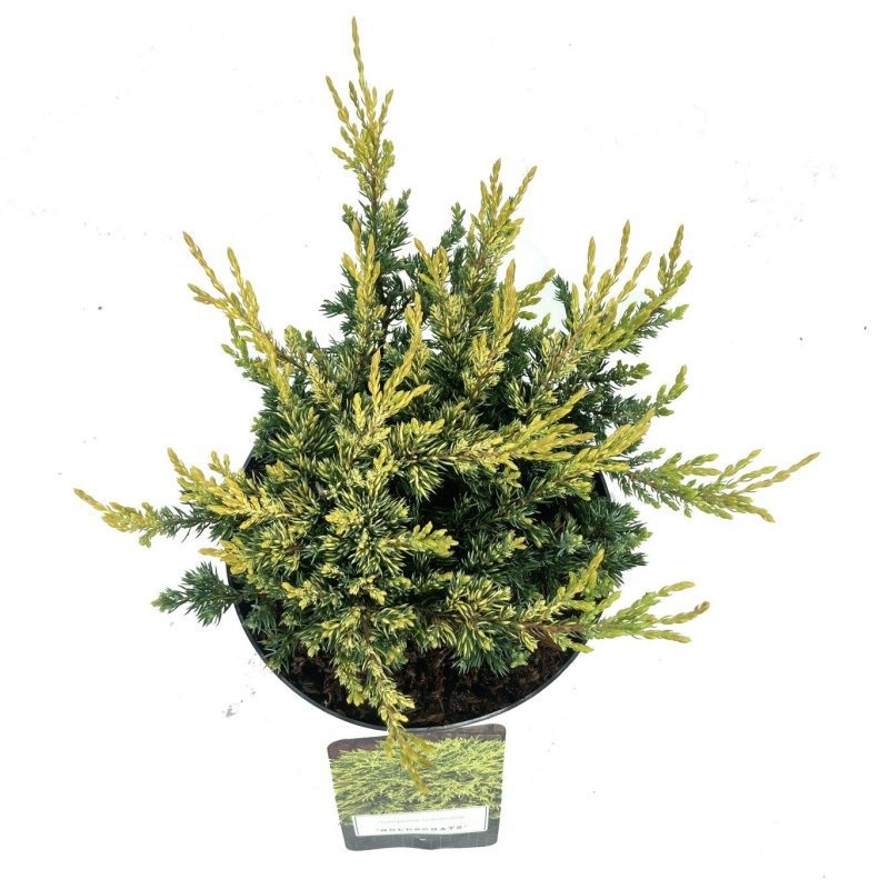 Juniperus comm. 'Goldschatz', D 18