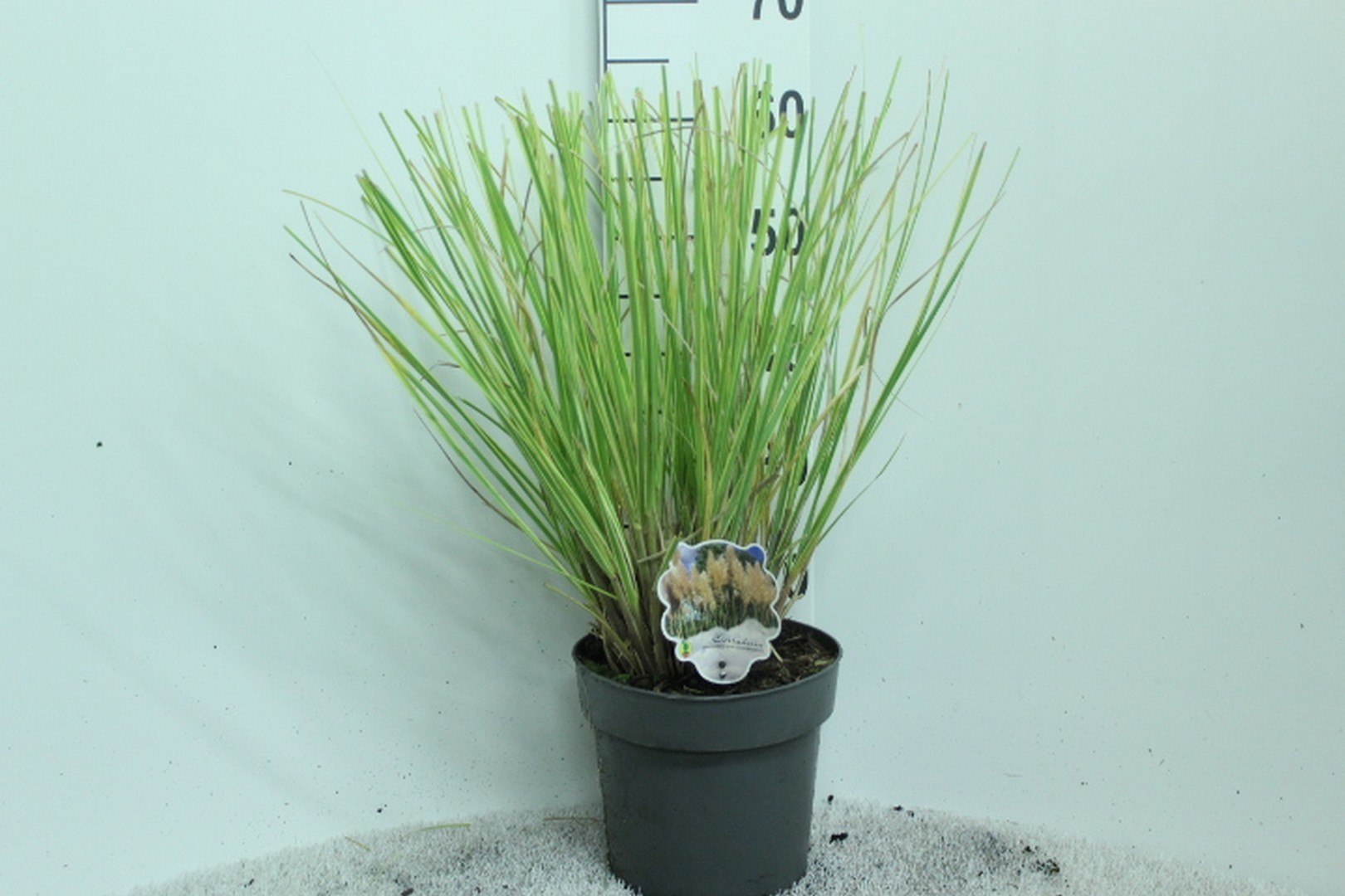 Cortaderia Minipampas 'Mini golden Pampas' P23, D 23