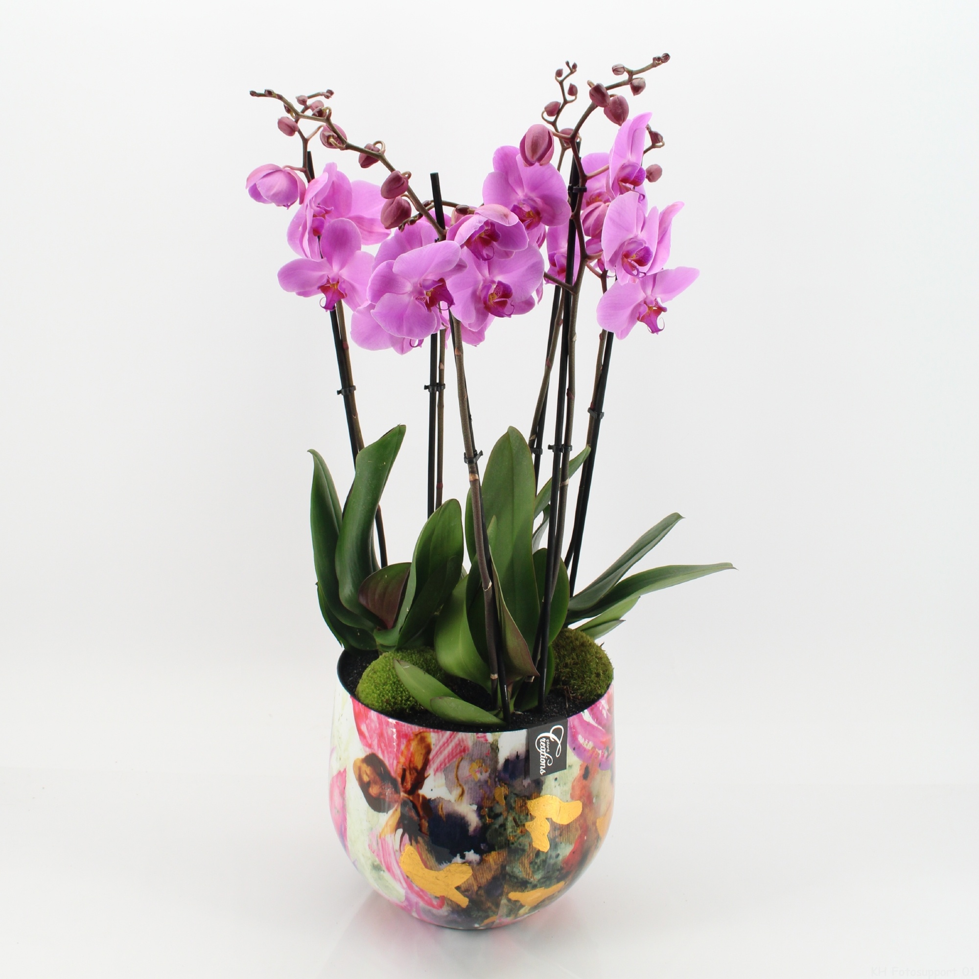 LICR-2606RZ Limited Edition Phalaenopsis, D 28