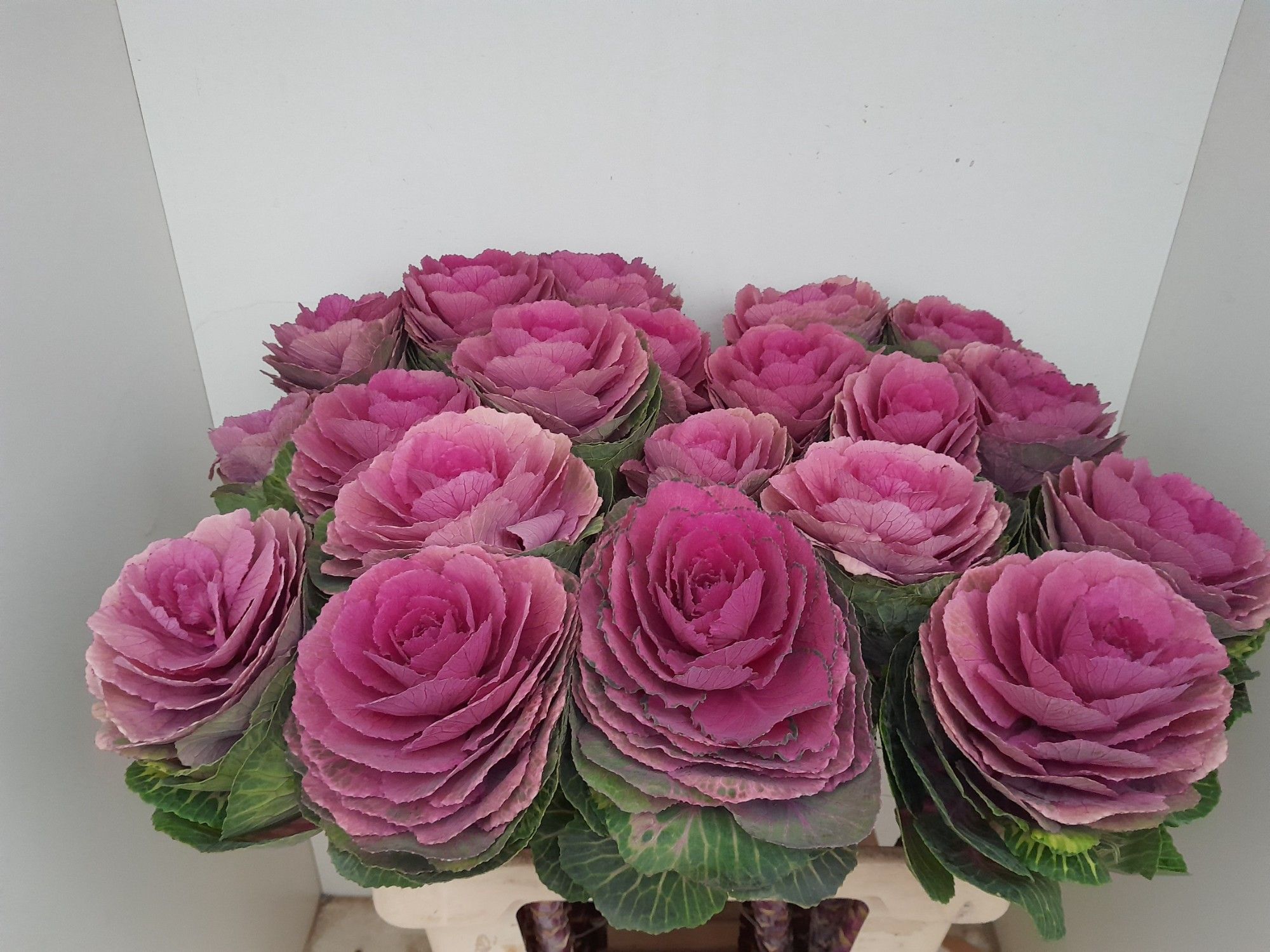 Брассика Рэд Крэйн 50, шт.