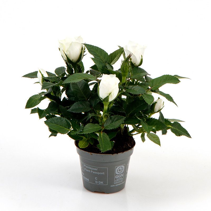 Rosa Absolut Kordana mini, D 6