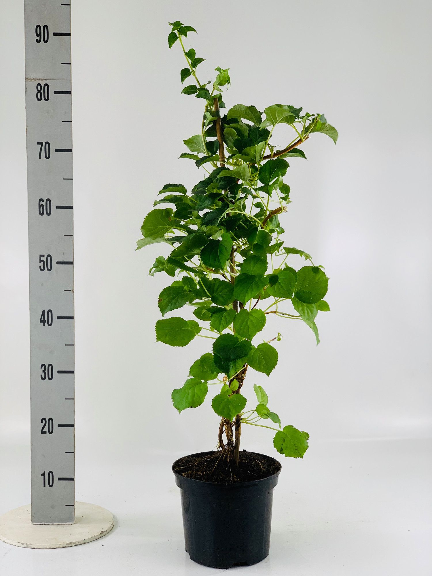 Hydrangea petiolaris 60cm, D 19