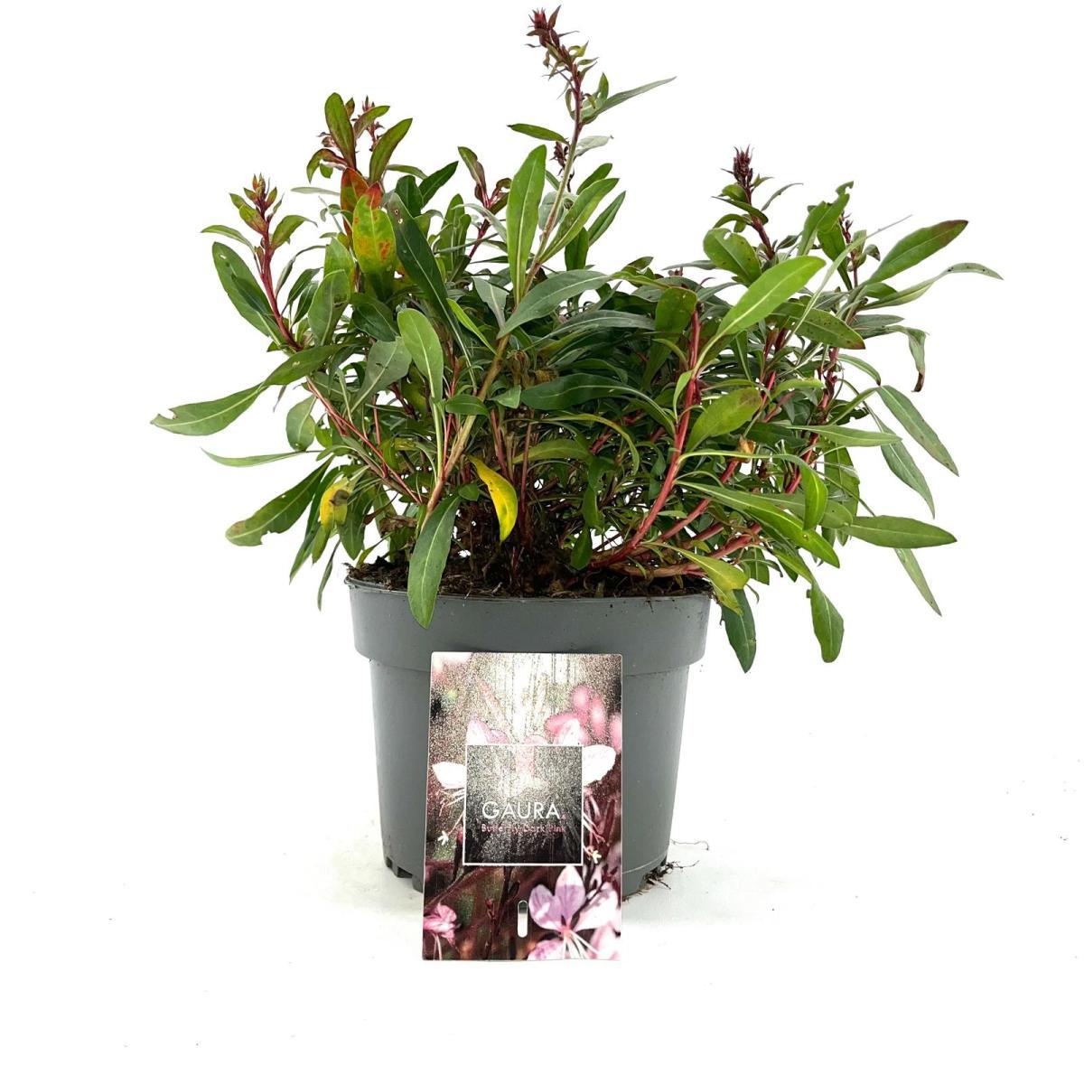 Gaura l. Baby Butterfly Dark Pink, D 17