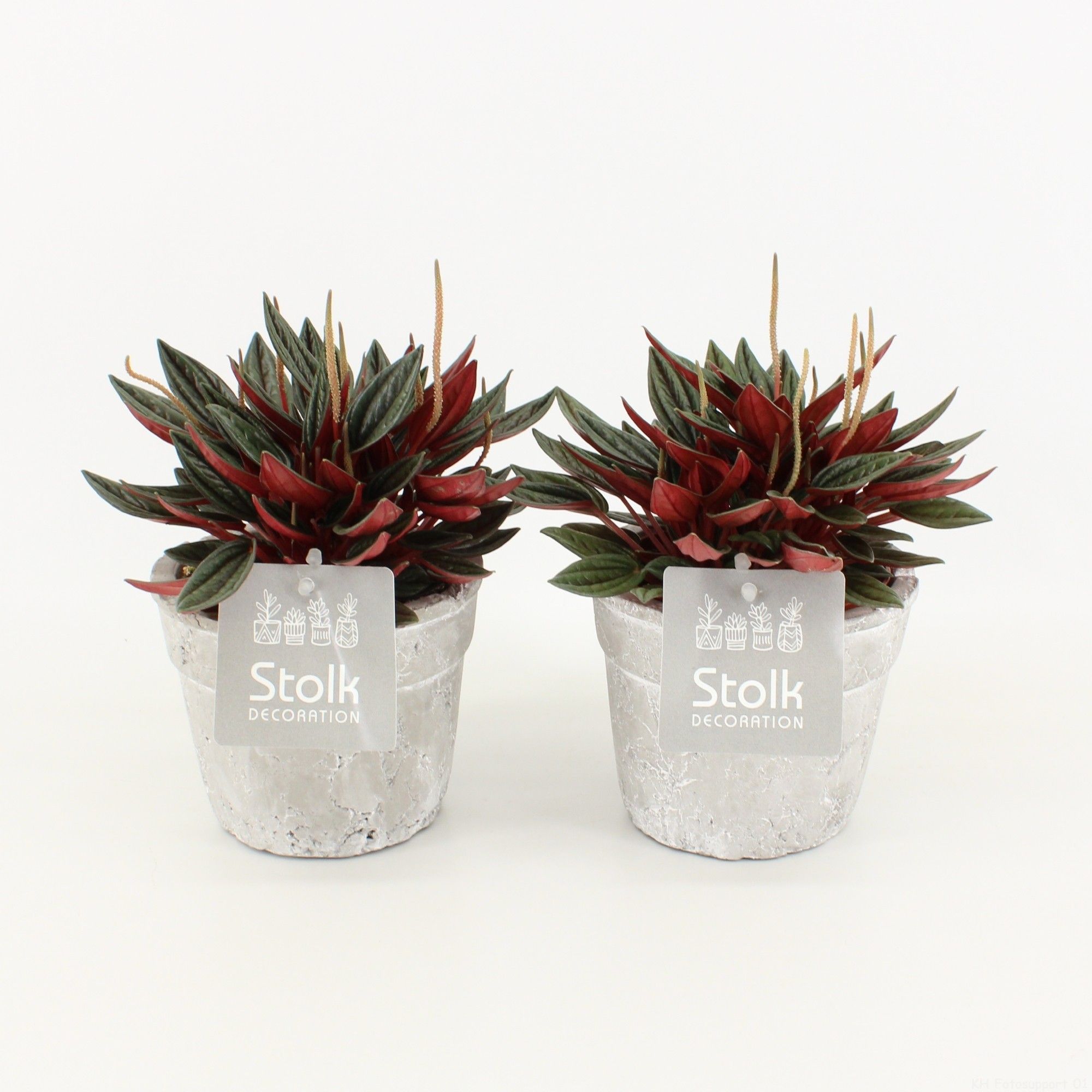 Peperomia Rosso 10,5 in stone look pot, D 11