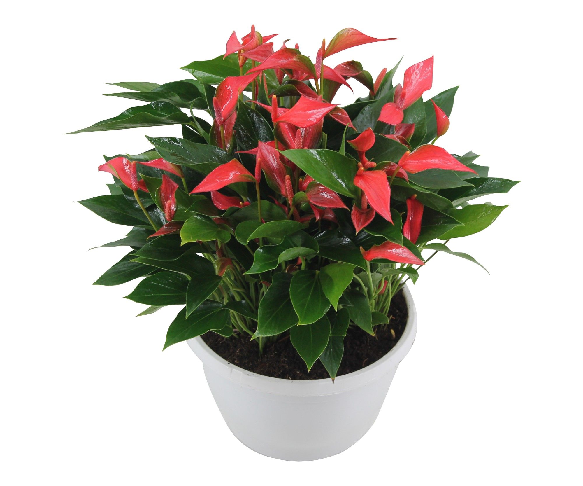Anthurium XL.67 Trillions Red 23cm schaal, D 23