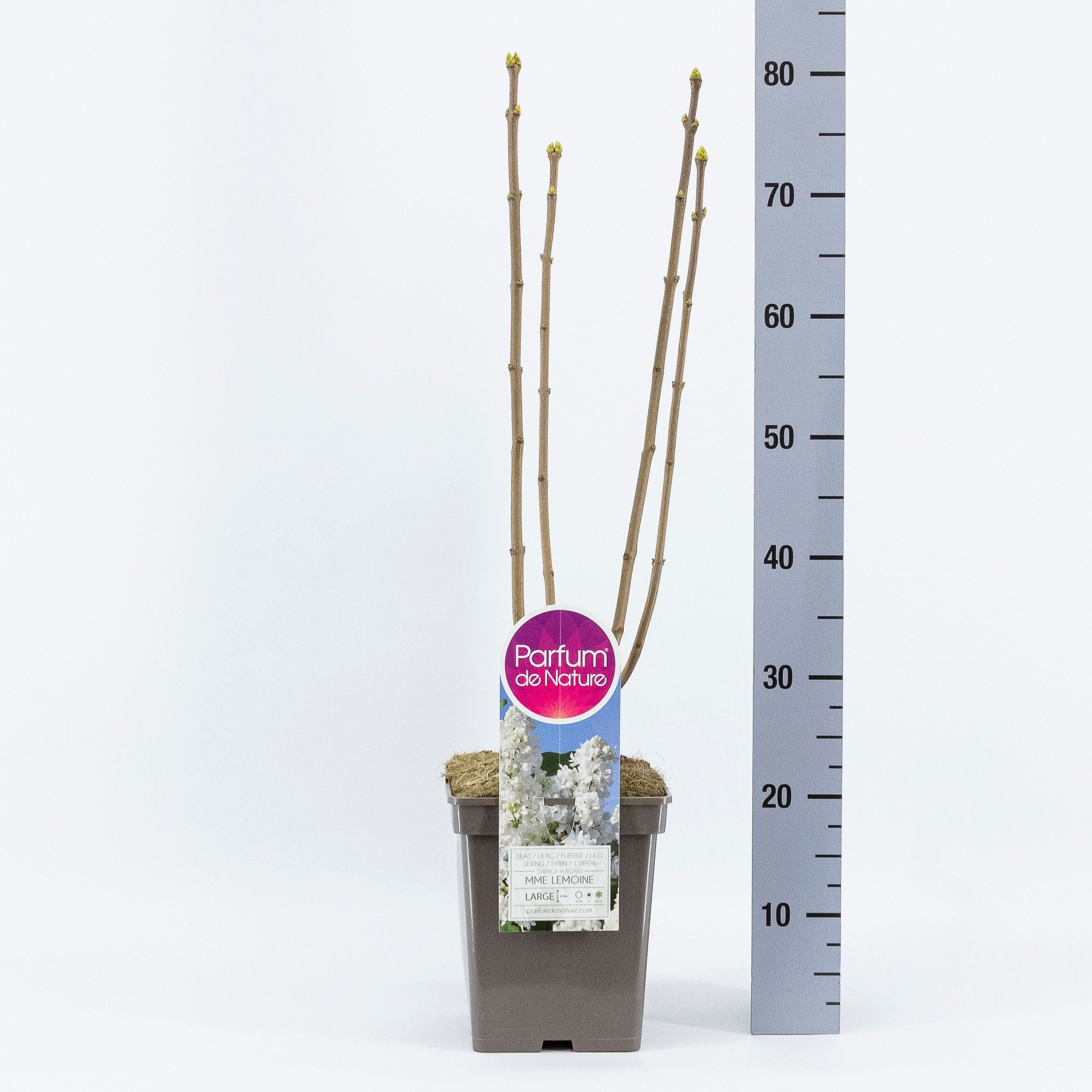 Syringa vul. Mme Lemoine, C5, D 23 cm