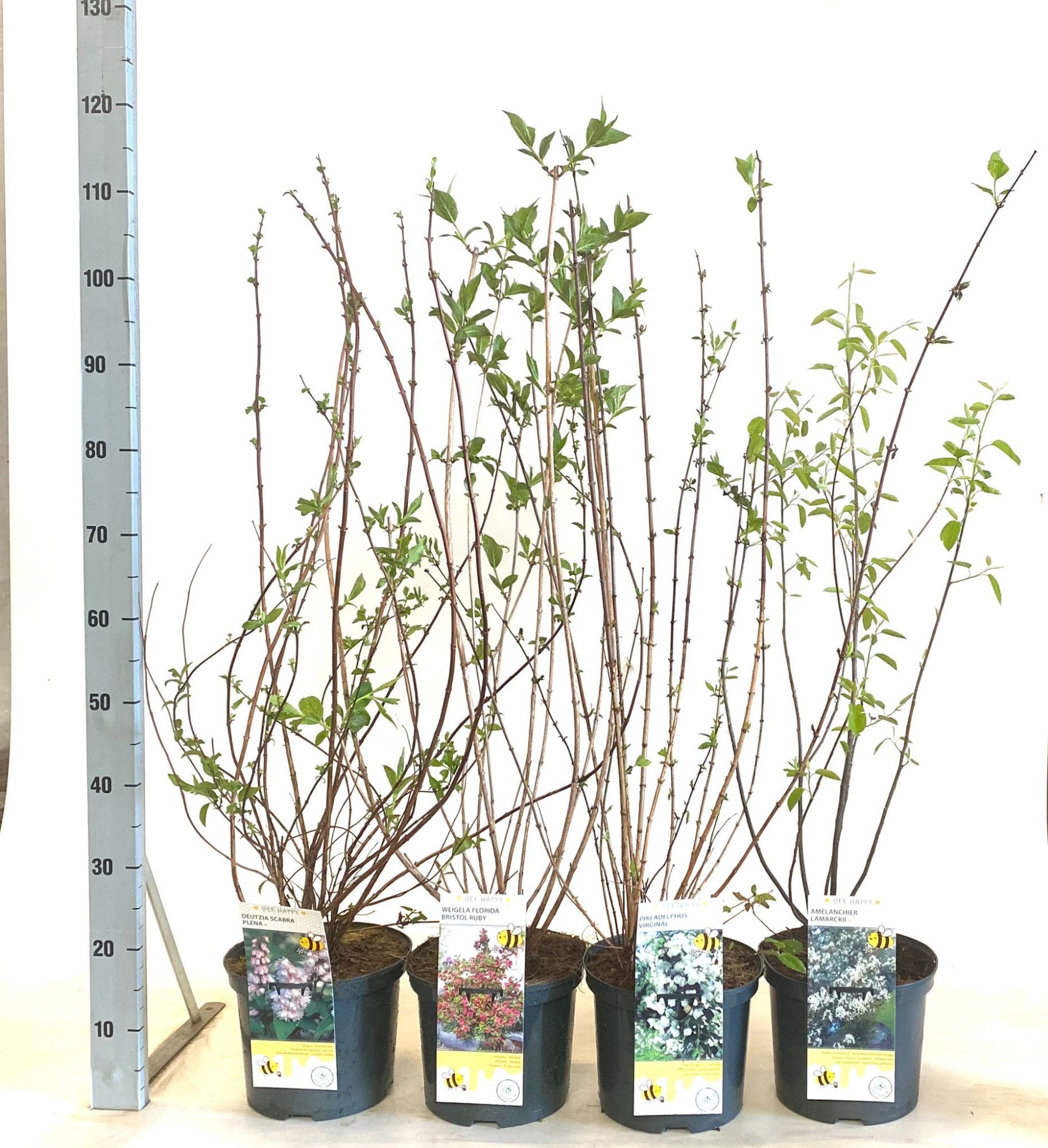 Sträucher i.S. (Amelanchier, Cornus, Deutzia, Forsythia, Philadelphus, Ribes, Spiraea, Weigela), D 23