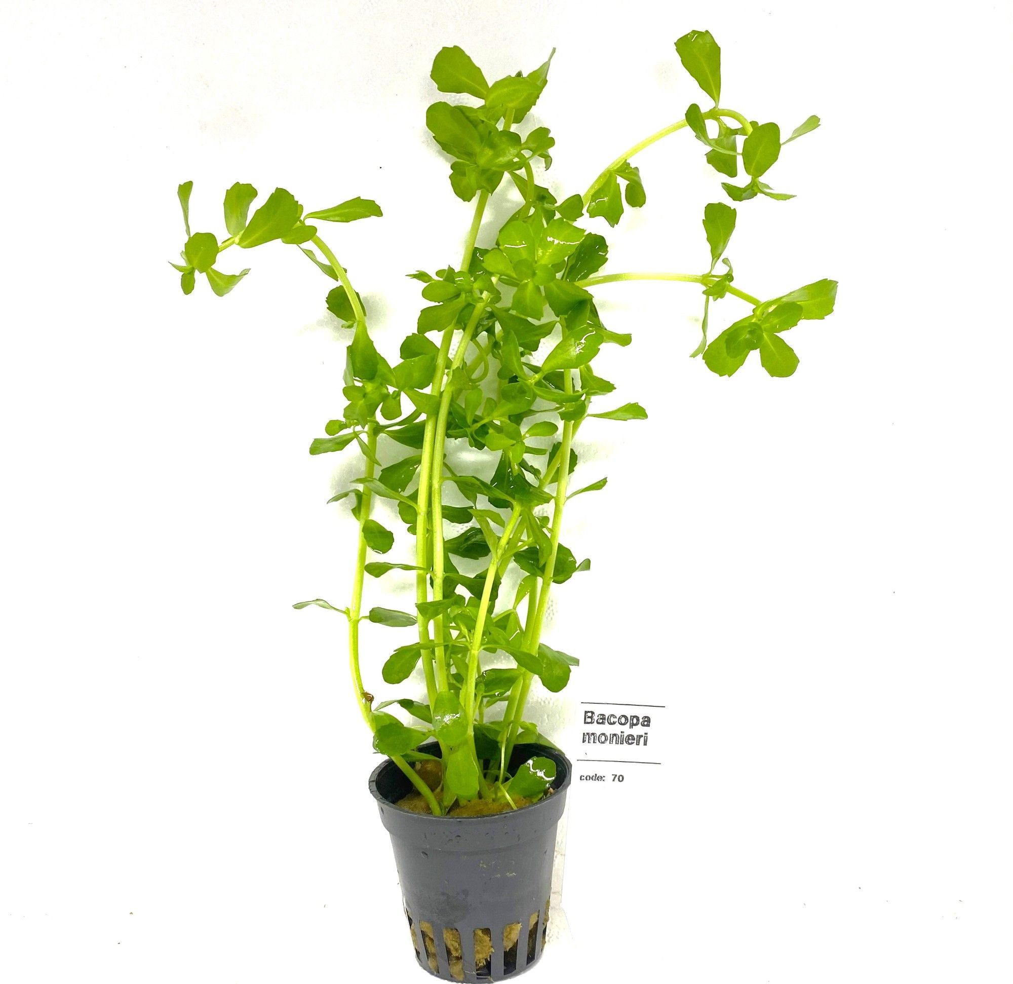 Bacopa crenata (monnierii), D 5