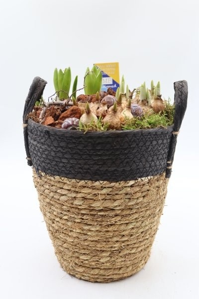 Bollen, rijstmand zwarte rand, D 20