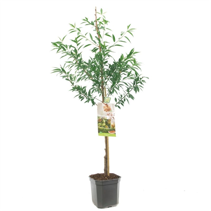 Prunus dulcis Amandel laagstam VERS GEPOT, Amandel, D 24