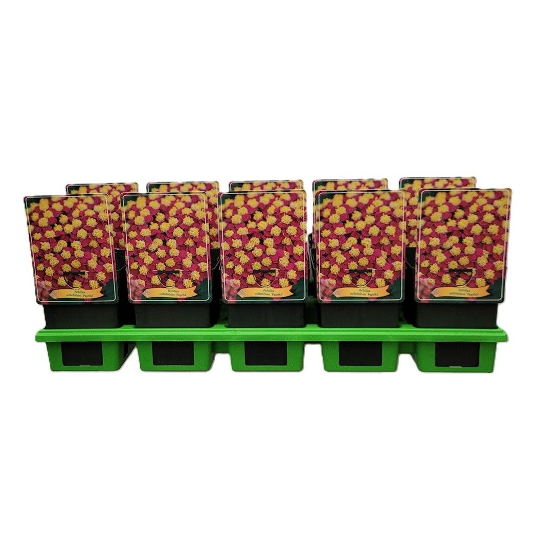 Achillea millefolium 'Paprika' P11, D 11