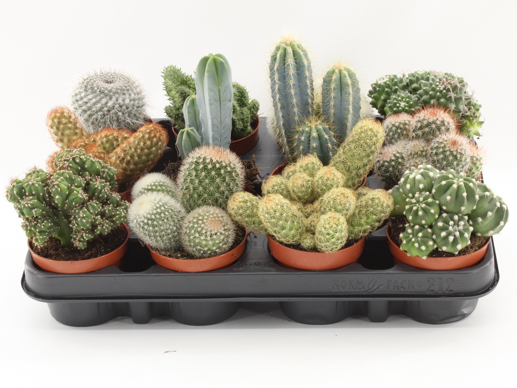 Cactus mix 212 p8.5, D 8,5