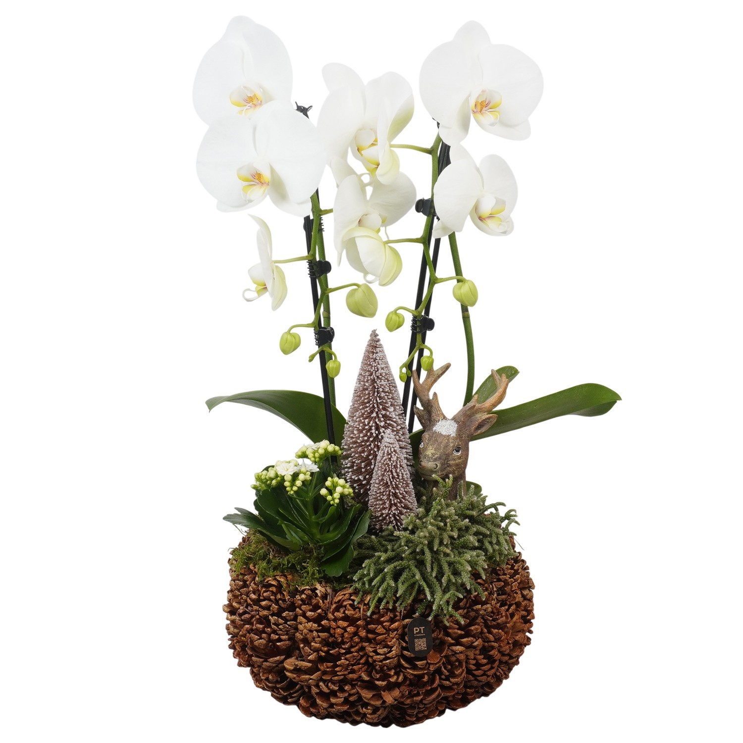 PTCHB5868 Arrangement Christmas Bronze in houten bak, D 28