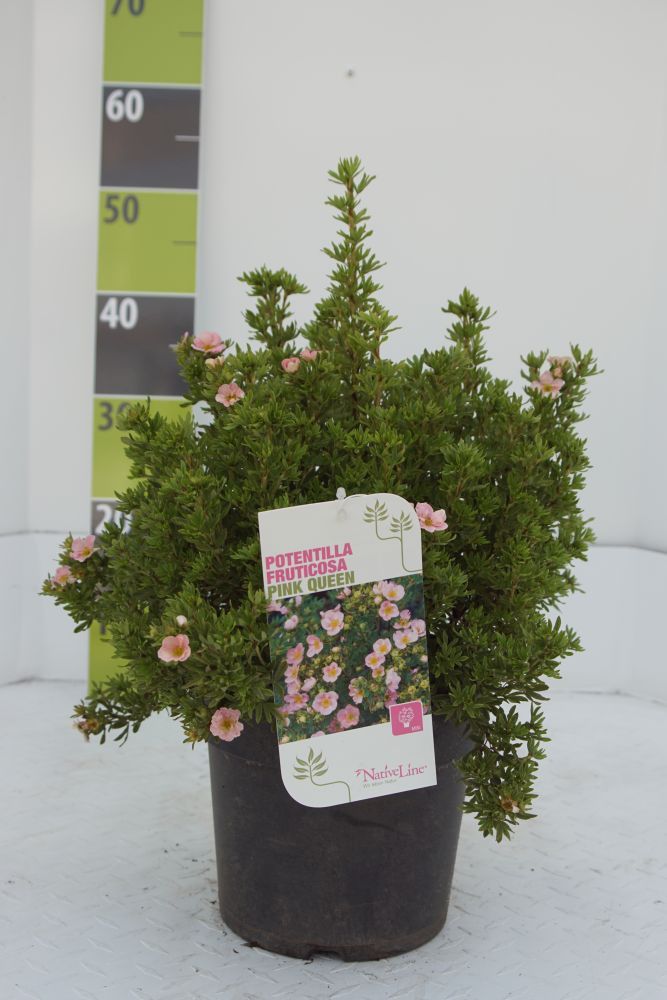 Potentilla 'Pink Queen' C 4,6, D 23 cm