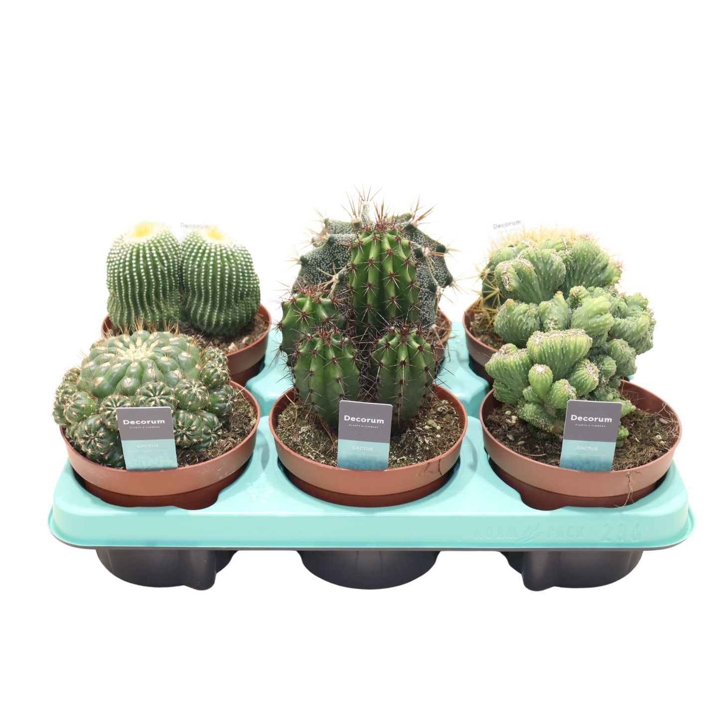 Cactus Mix (Decorum), D 13