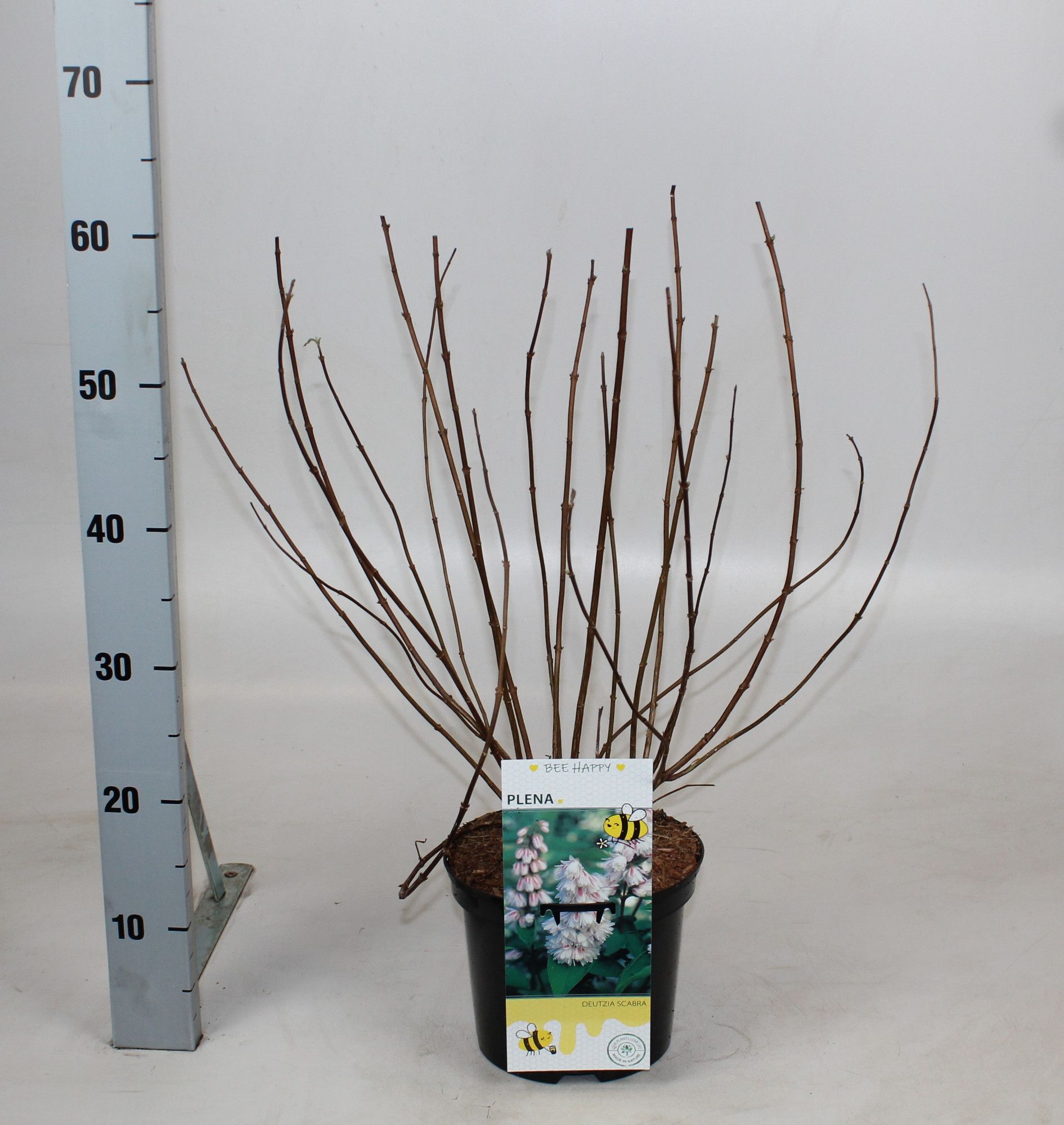 Deutzia scabra 'Plena', D 19