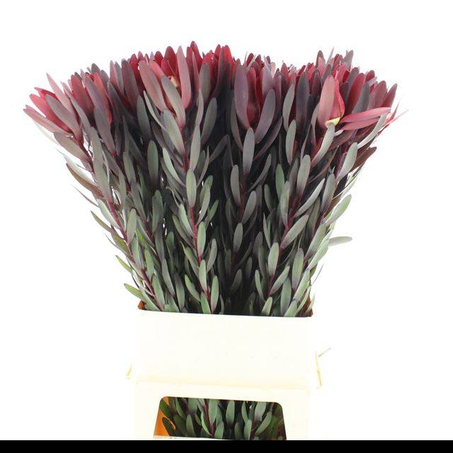 Леукадендрон Сафари Сансет 100 (красн.), шт.