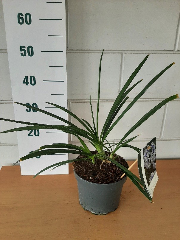 Agapanthus x 'Twister', D 19