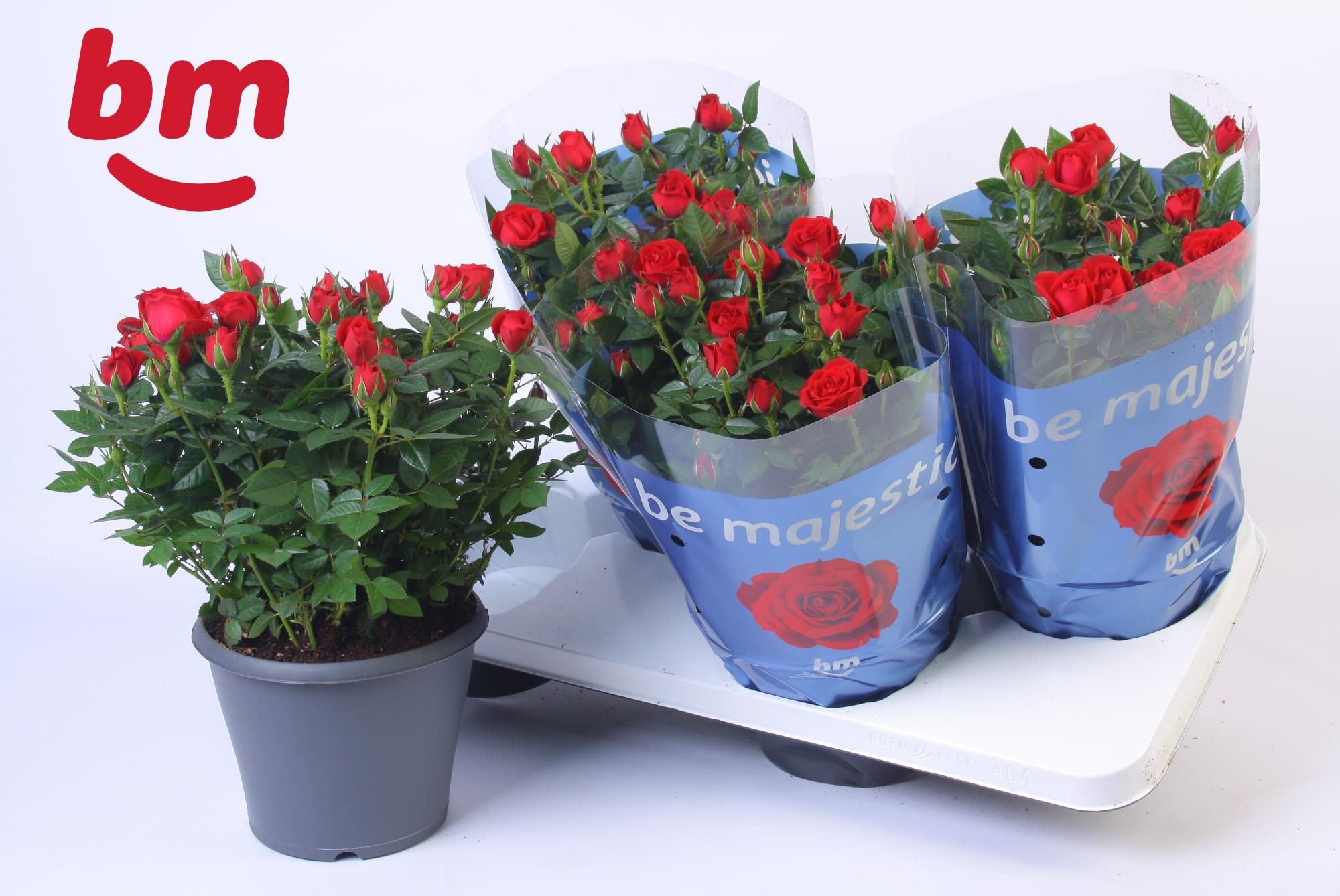 Rosa Jewel Patio Hot 17cm, D 17