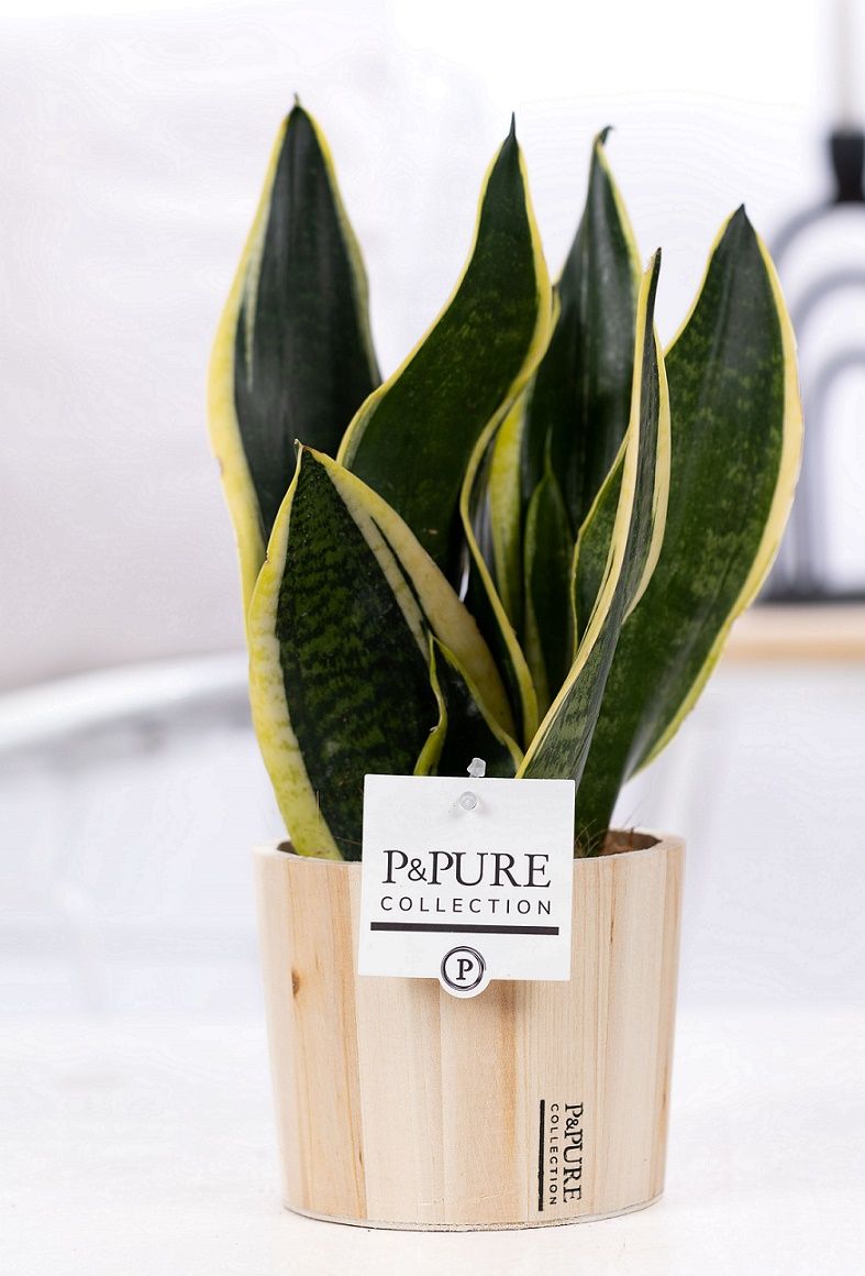 Sansevieria Trif. "Futura Superba" in P&PURE wood 5, D 12