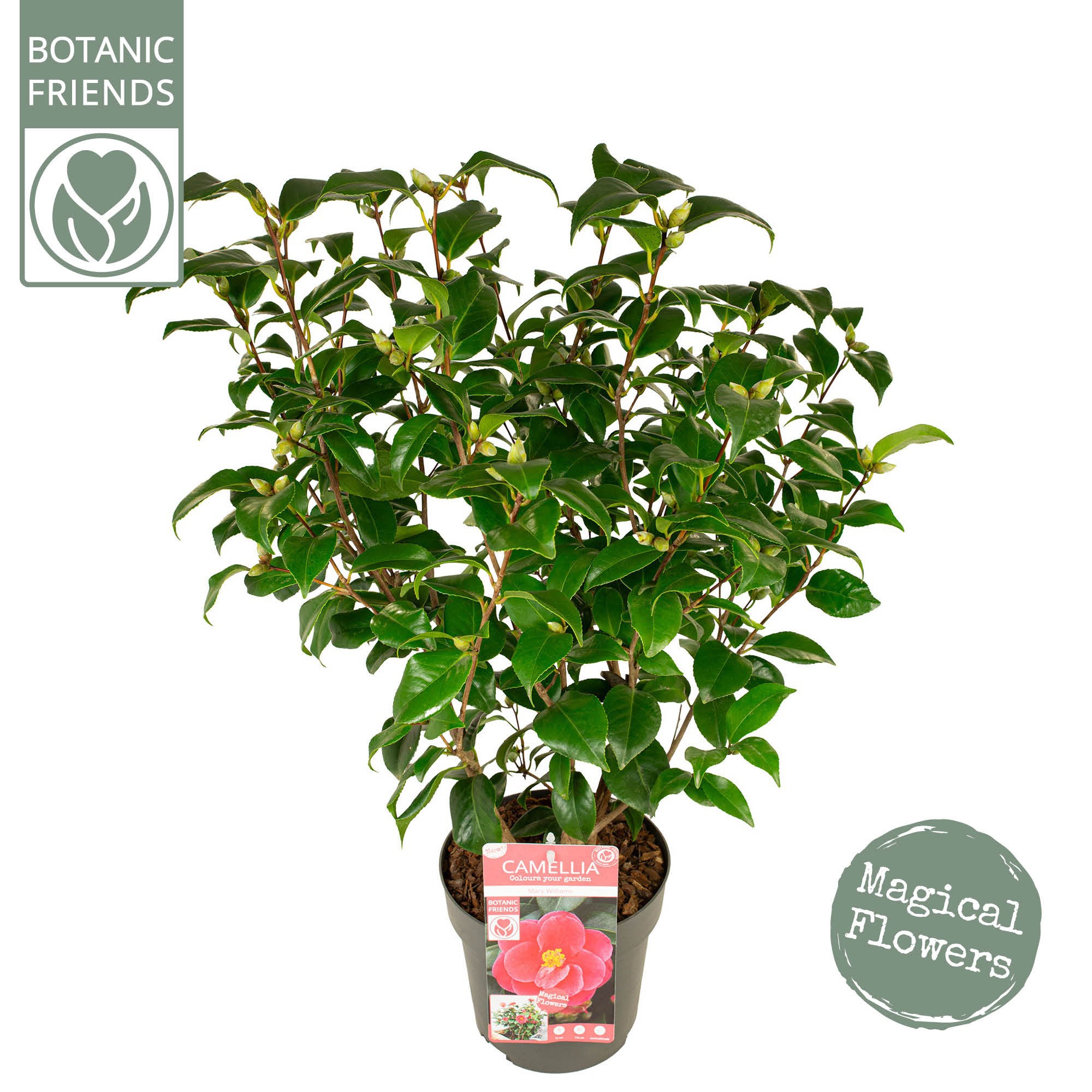 Camellia jap. 'Mary Williams' Premium, D 19