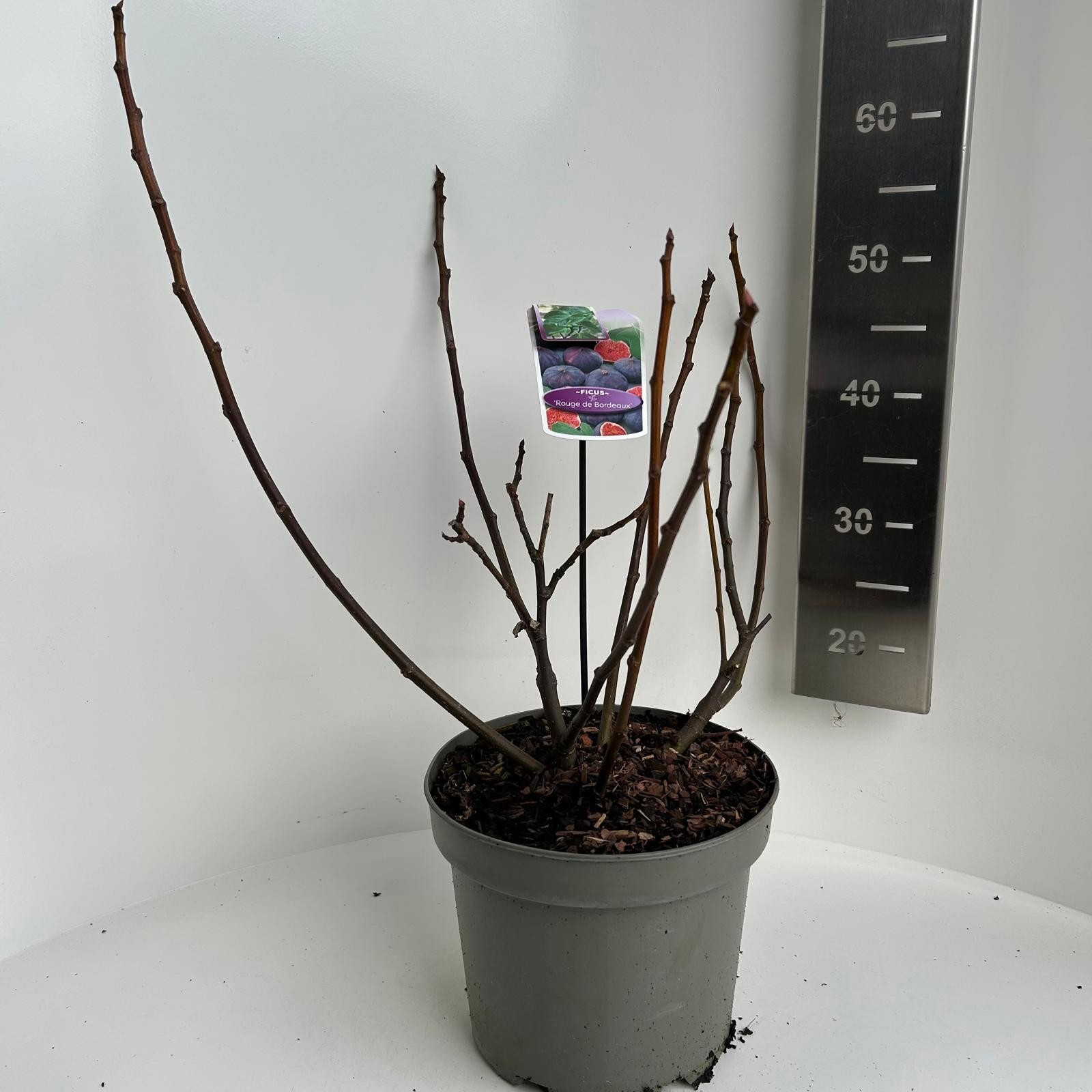 Ficus carica Rouge de Bordeaux, D 23