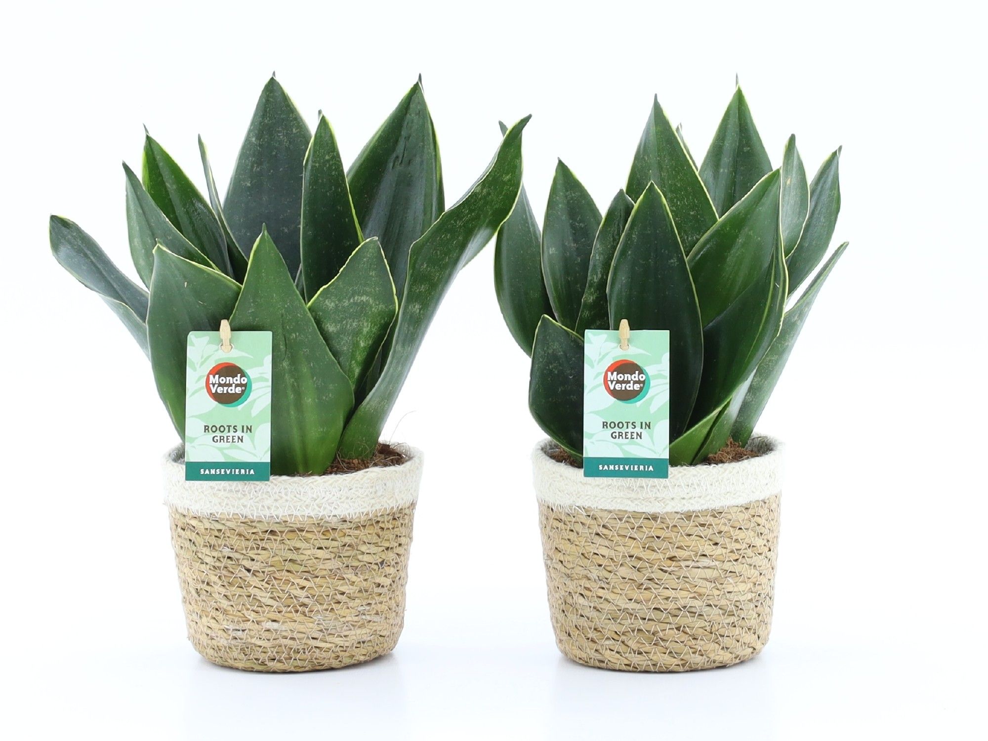 Sansevieria Black Diamond in Noah Korb, D 14